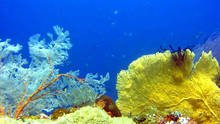 Wonderful and intact reef of Raja Ampat