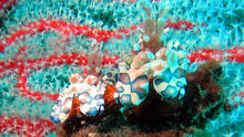 Wonderful Harleqiun-Shrimps