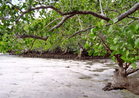 Important mangrove habitat