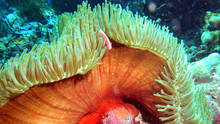 Wonderful anemone