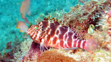 Wonderful reefs around Bunaken