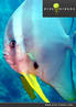 Cover Batfish