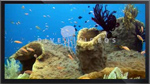 HD Dive-Videos for your waiting-room
