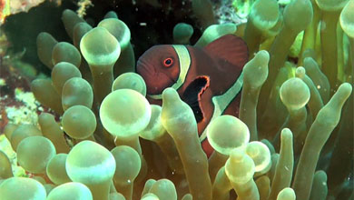 Anemonenfische (Nemo) sind sehr beliebt