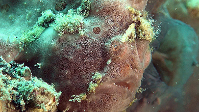 Anglerfische der Lembeh-Strait - Spezial