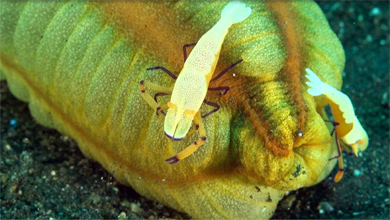 Wonderful emperor shrimp on sea cucumber