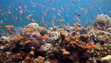 Belebtes Korallenriff, immer wieder ein Erlebnis