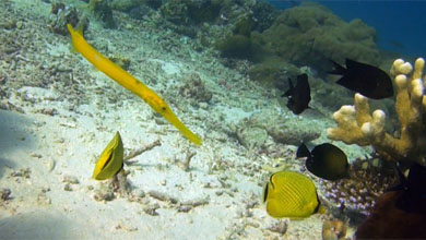Brauner und gelber Trompetenfisch vor Donggala