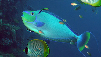 Big steephead parrot fish