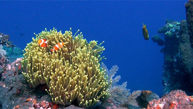 Clownfische - Anemonenfische immer wieder gerne gesehen
