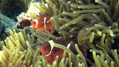 Clownfish in the reef of Sulawesi