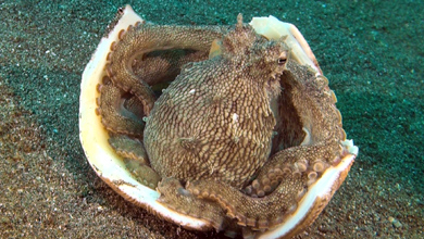 Coconut Octopus  (Amphioctopus marginatus)