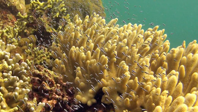 Das Korallendreieck – fantastischer Lebensraum