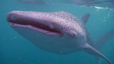 The whale shark - majestic and beautiful