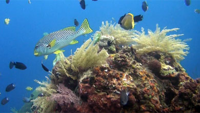 Die Artenvielfalt im Korallendreieck Indonesiens