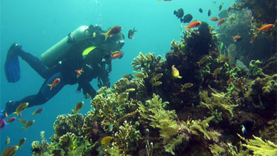 The corals in the Northeast of Bali