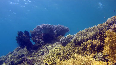 Intakte Korallenriffe vor Pulau Pasoso auf Sulawesi