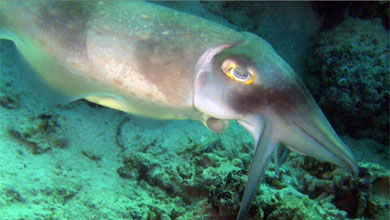 Cuttlefish at house reef Prince John