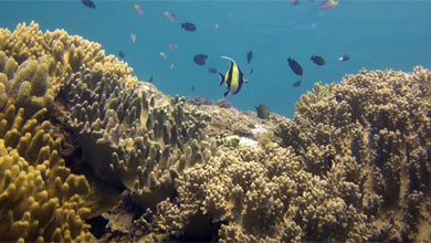 Pristine reefs of Pulau Pasoso