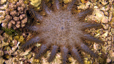 Crown-of-thorns starfish