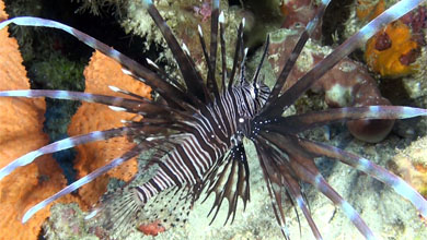 Dark antenna lionfish