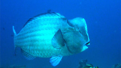 Single bump head parrot fish