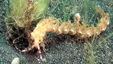 Fadenschnecken Indonesiens