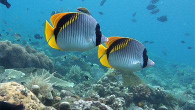 Butterfly fish in front of Kubu/Bali