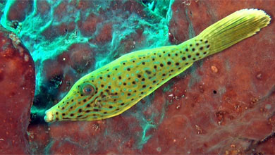 Filefish in contrast to red sponge