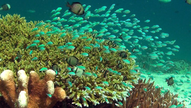 Colorful corals of Indonesia