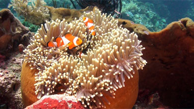 Colorful orange-ringed clownfish