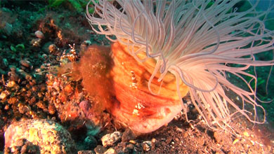 Tube anemone with shrimps