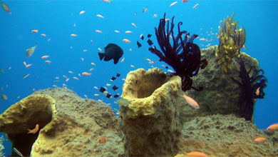 Feather star in colorful reef of Bali