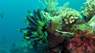 Feather star in many different colors