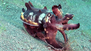 Flamboyant-Cuttlefish, sehr seltene Art