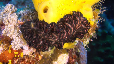 Flatworm Nigropapillosus und Pseudobiceros Bedfordi