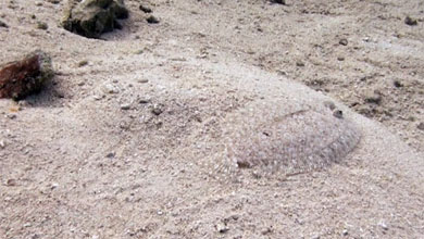 Flunder (Plattfisch) gut getarnt im Sand vor dem Riff