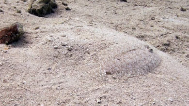 Flounder in front of Donggala