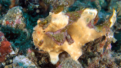 Warty Frogfish of Lembeh-Strait
