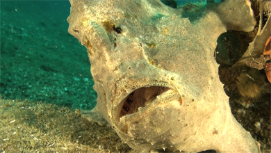 Sehr gut getarnter großer Anglerfisch