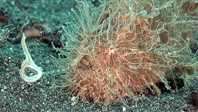 Fantastic hairy frogfish of Lembeh