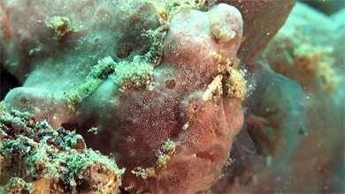 Rundflecken Anglerfische der Lembeh-Strait