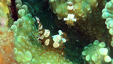 Verschiedene Garnelen der Lembeh-Strait