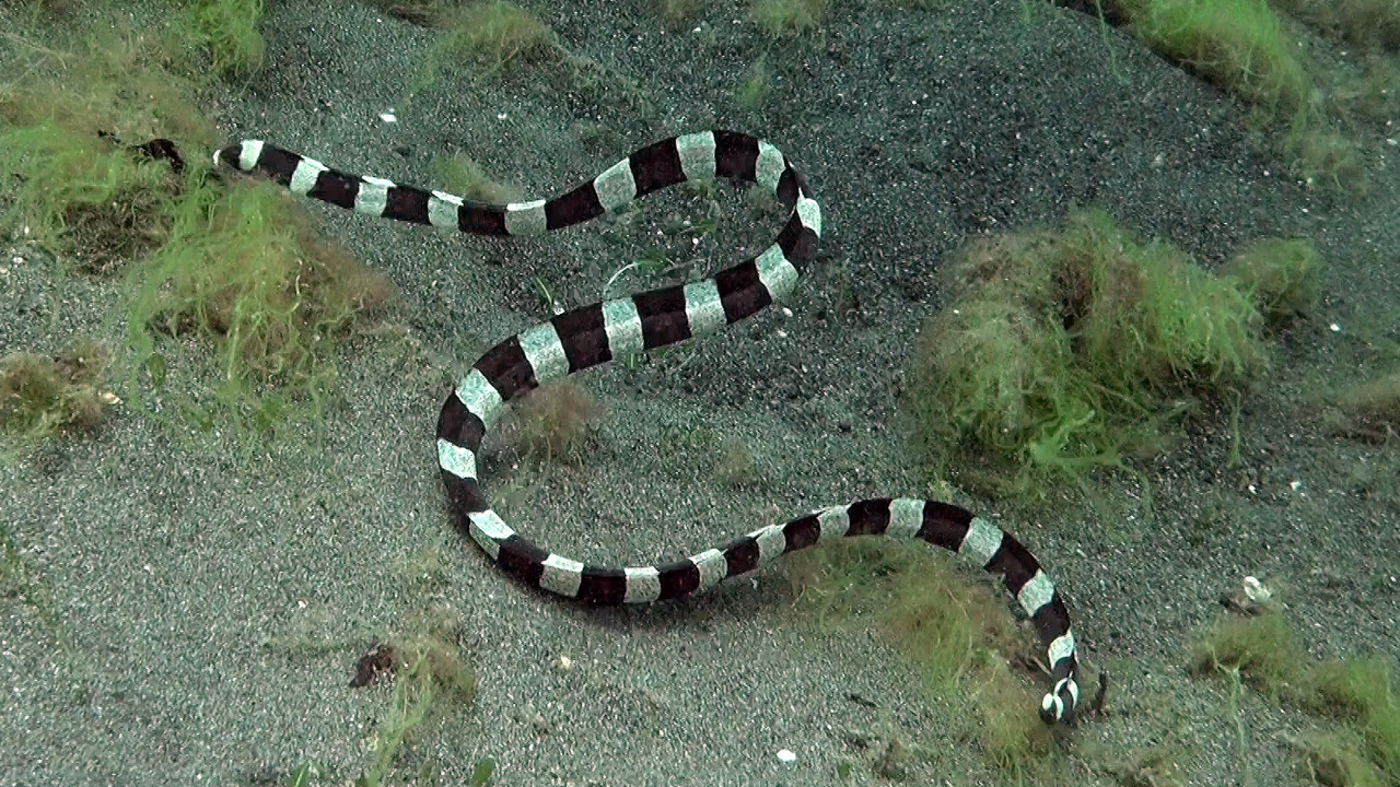 Banded sea snake and Harlequin snake eel