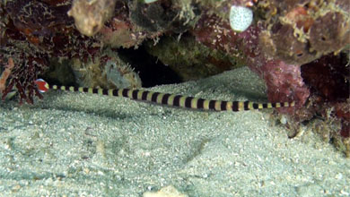 Banded pipefish - slim beauty