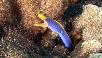 Ribbon eels - striking morays