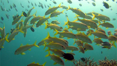 Group of yellow stripe snapper