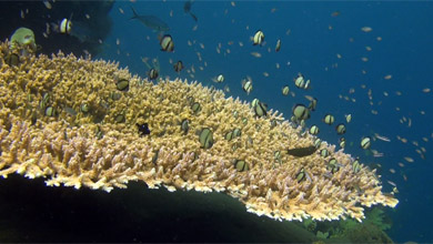 Damselfish Dascyllus on table coral