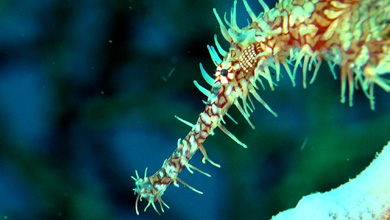 Ghostpipe Mix - Ornate and robust ghost pipe fish