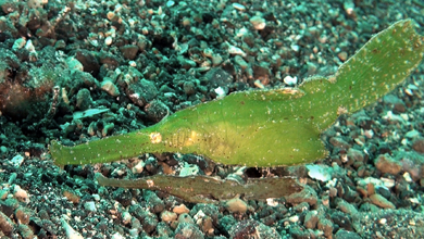 Robust ghost pipefish camouflaged perfectly